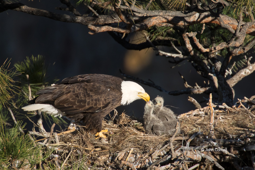 Bald Eagle;Eagle;Feeding Behavior;Haliaeetus leucocephalus;Nest;aerie;chicks;family;feeding;parenting